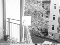 Phoenicurus ochruros