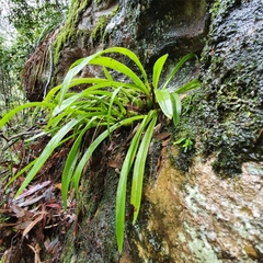 Liparis reflexa