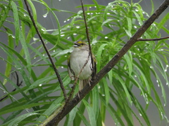 Ammodramus aurifrons