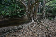 Syzygium tierneyanum
