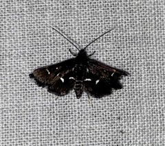 Diasemiodes nigralis