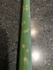 Puccinia allii