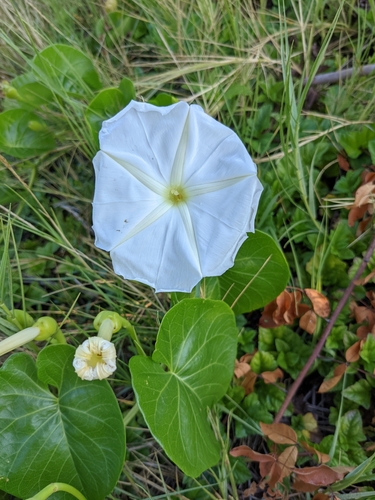 Ipomoea violacea observed 2021-11-27
