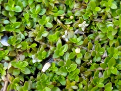 Tetrachondra hamiltonii