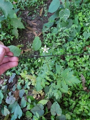 Nasa triphylla rudis