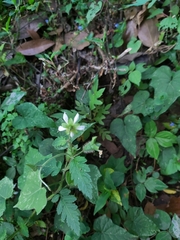 Nasa triphylla rudis