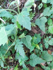 Nasa triphylla rudis