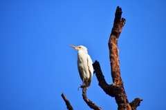 Bubulcus ibis