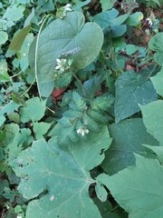 Nasa triphylla rudis
