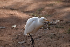 Bubulcus ibis