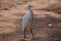 Bubulcus ibis