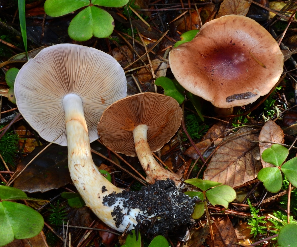 Phlegmacium castaneicolor