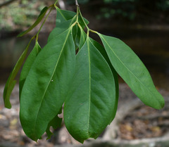 Syzygium tierneyanum