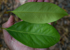 Syzygium tierneyanum