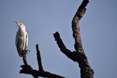 Bubulcus ibis