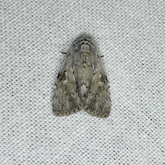 Barasa cymatistis