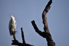 Bubulcus ibis