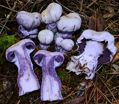 Cortinarius camphoratus