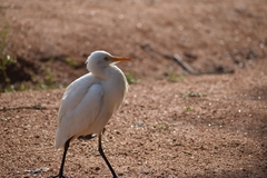 Bubulcus ibis