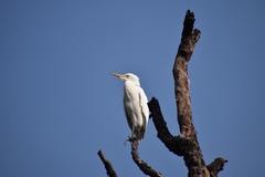Bubulcus ibis