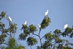 Bubulcus ibis