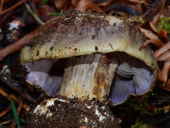 Cortinarius glaucocephalus