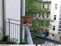 Phoenicurus ochruros