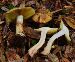 Cortinarius vellingae