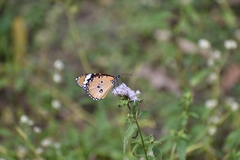 Danaus chrysippus