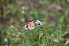 Danaus chrysippus