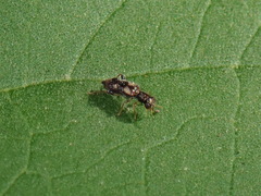 Phyllobaenus obscurus