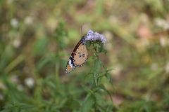 Danaus chrysippus