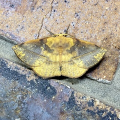 Anthela directa