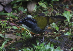 Arremon costaricensis
