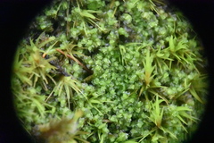 Lophoziopsis