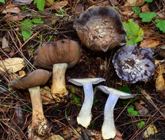Glaucopodes