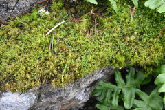 Lophoziopsis