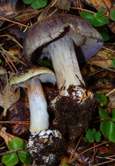 Cortinarius glaucocephalus