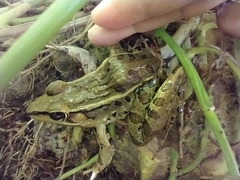 Lithobates brownorum