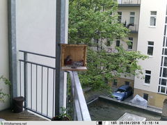 Phoenicurus ochruros