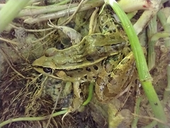 Lithobates brownorum