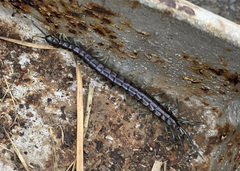 Parotostigmus