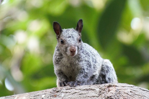 White-naped Squirrel, Urb los Girasoles de Huampani - Río, photo 9 of 10