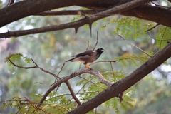 Acridotheres tristis