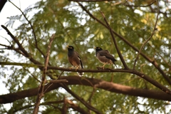 Acridotheres tristis