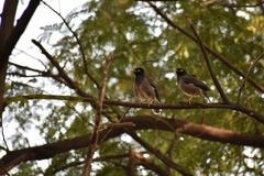 Acridotheres tristis