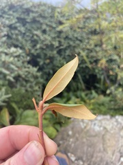 Rhododendron smokianum