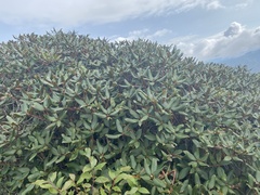Rhododendron smokianum