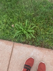 Paspalum fimbriatum