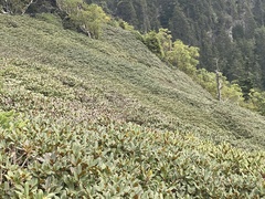 Rhododendron smokianum